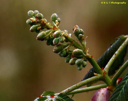 {Aesculus sylvatica}